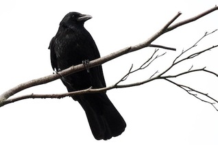 File:Scarecrow by Alyssa Wong.jpg