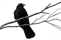 Cover of Scarecow by Alyssa Wong